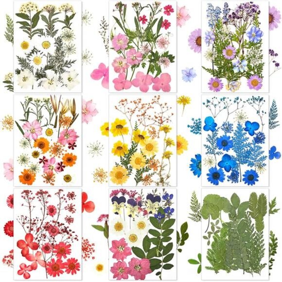 167 Pcs Real Dried Pressed Flowers Natural Dried Flowers Colorful Daisy Mixed - Picture 1 of 7
